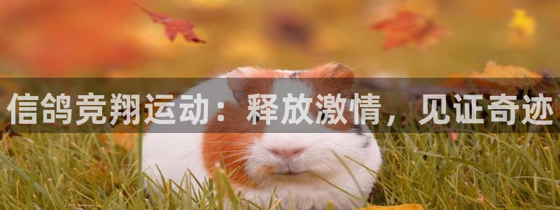 星欧娱乐